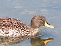 Canard a bec jaune, Anas undulata (ord Anseriformes) (fam Anatides) (Photo F. Mrugala) (1)